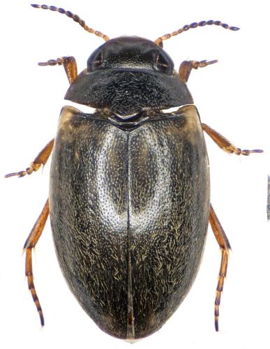 Hydroporus tessellatus